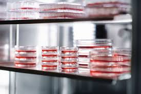 二氧化碳培養(yǎng)箱做培養(yǎng)時(shí)注意培養(yǎng)箱濕度、防止箱內(nèi)污染做好箱內(nèi)消毒